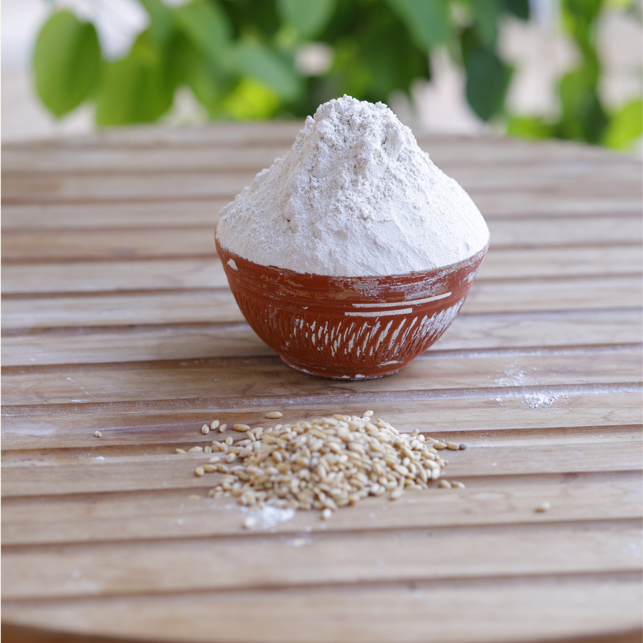 Sprouted Wheat Flour